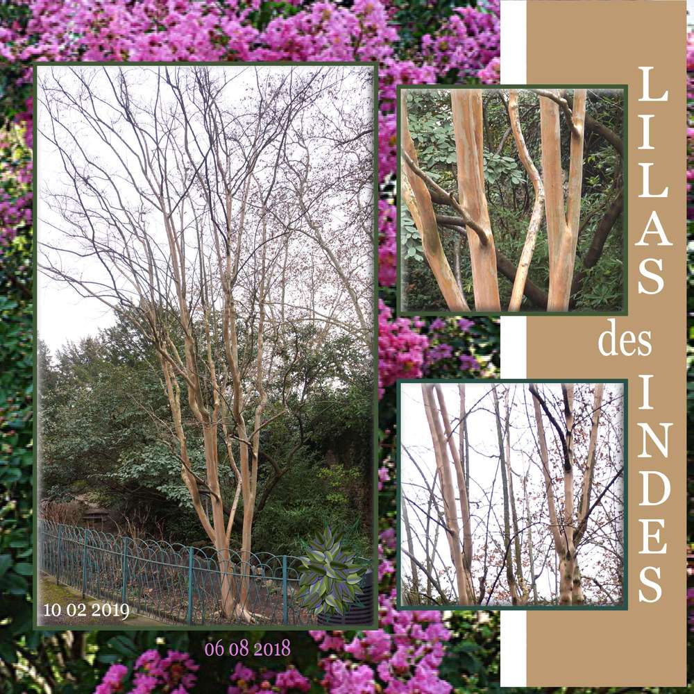 Lilas des Indes