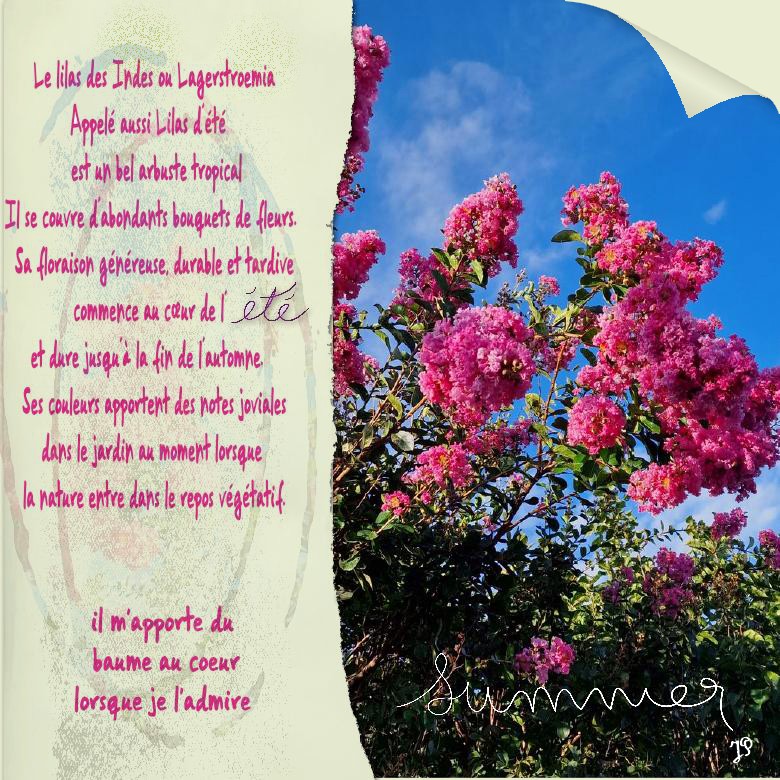 lilas d'été.jpg