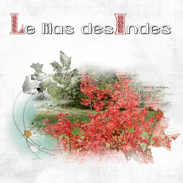 Lilas_des_Indes_2