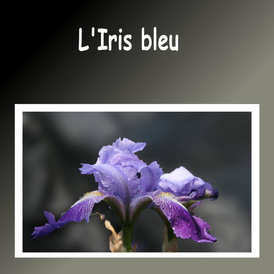 L'Iris Bleue