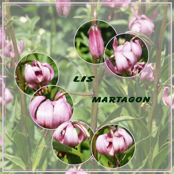 lis martagon