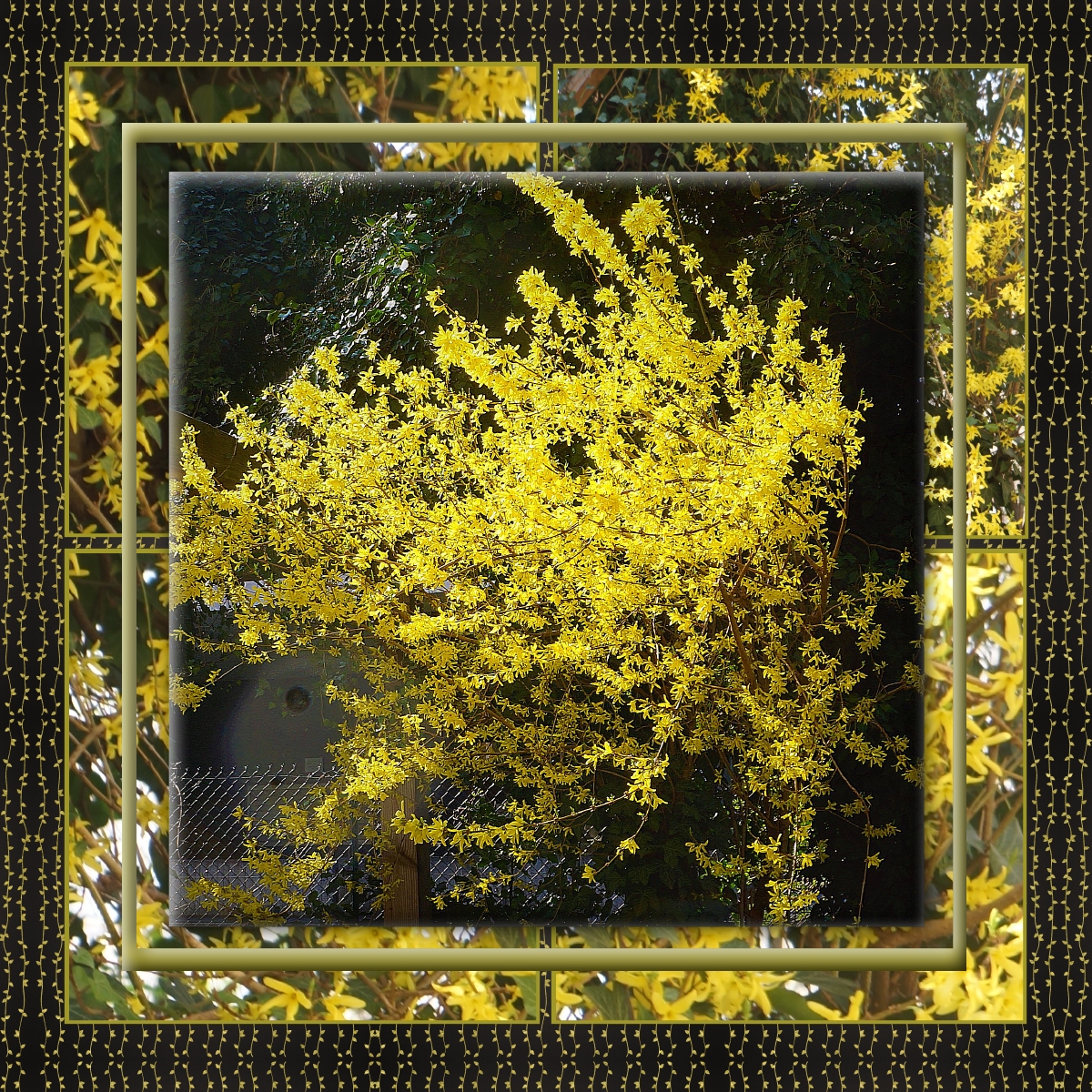 L'or du printemps 16 03 2021.jpg