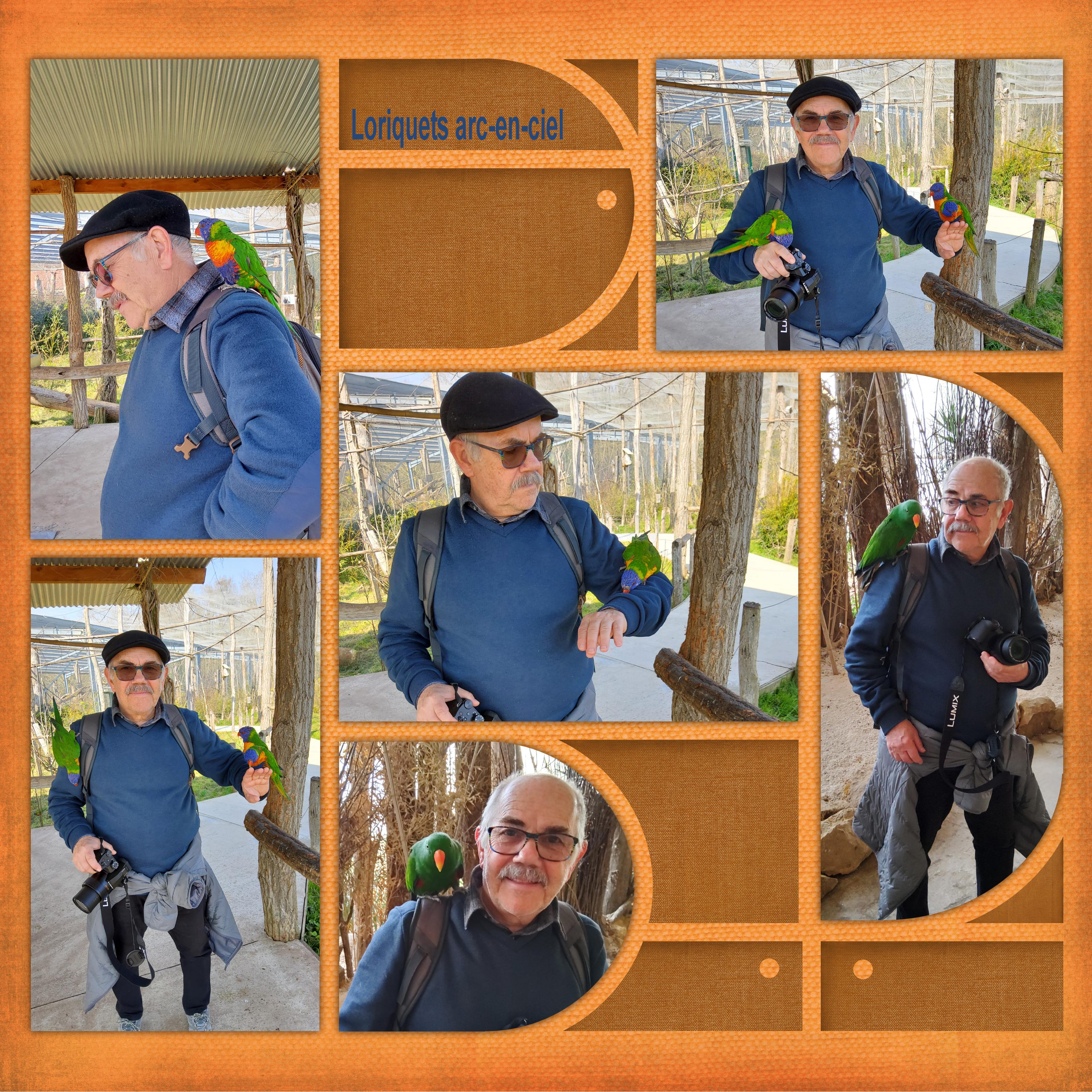 Loriquets arc-en-ciel (page 8).jpg