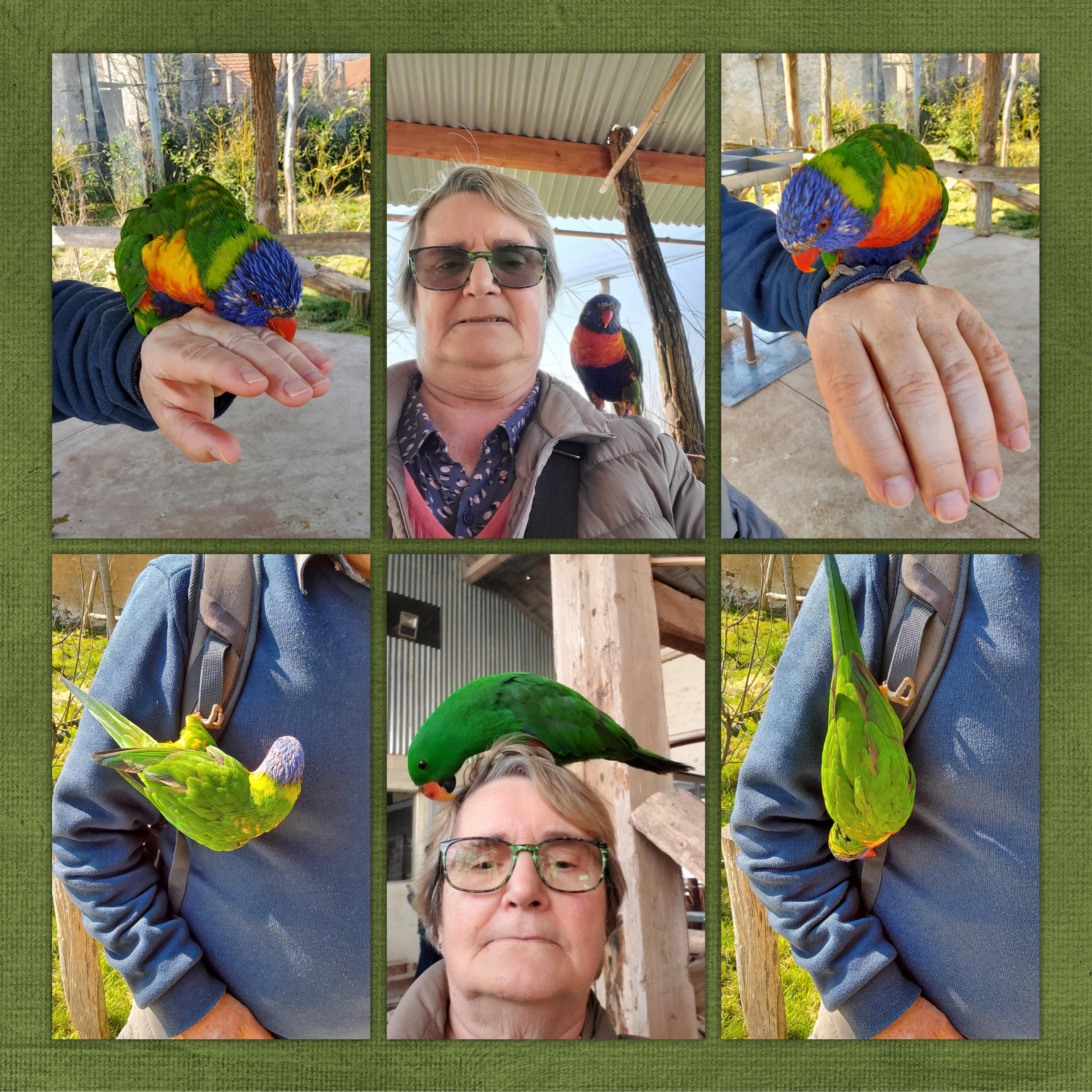 Loriquets (page 6).jpg