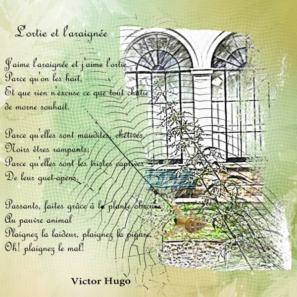 L'ortie et l'araignée