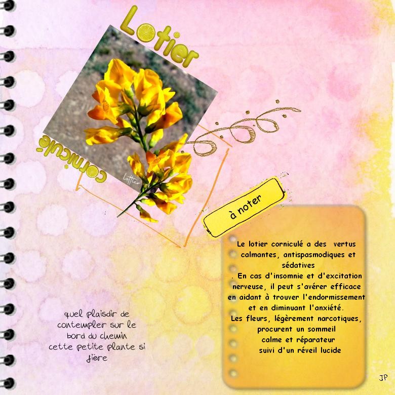 lotier corniculé.jpg