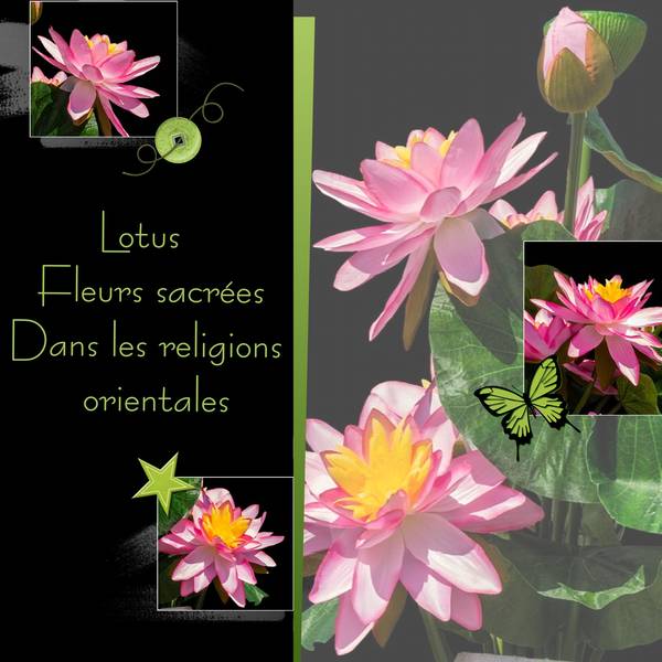 LOTUS - FLEURS SACREES