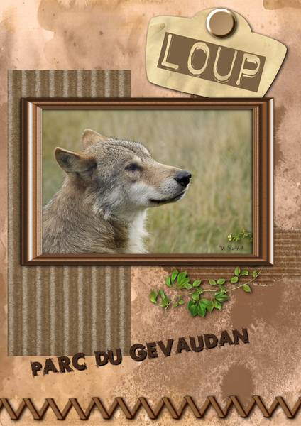 loup_g__vaudan