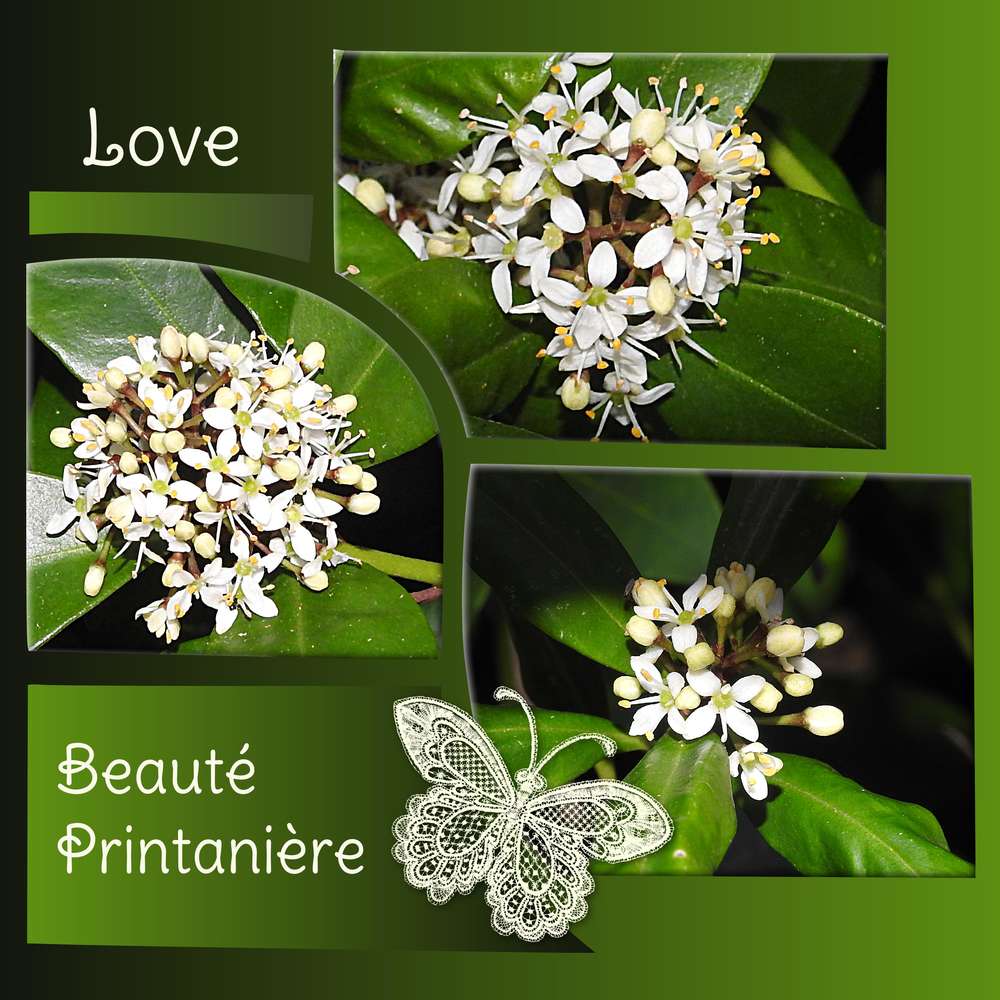 LOVE BEAUTE PRINTANIERE