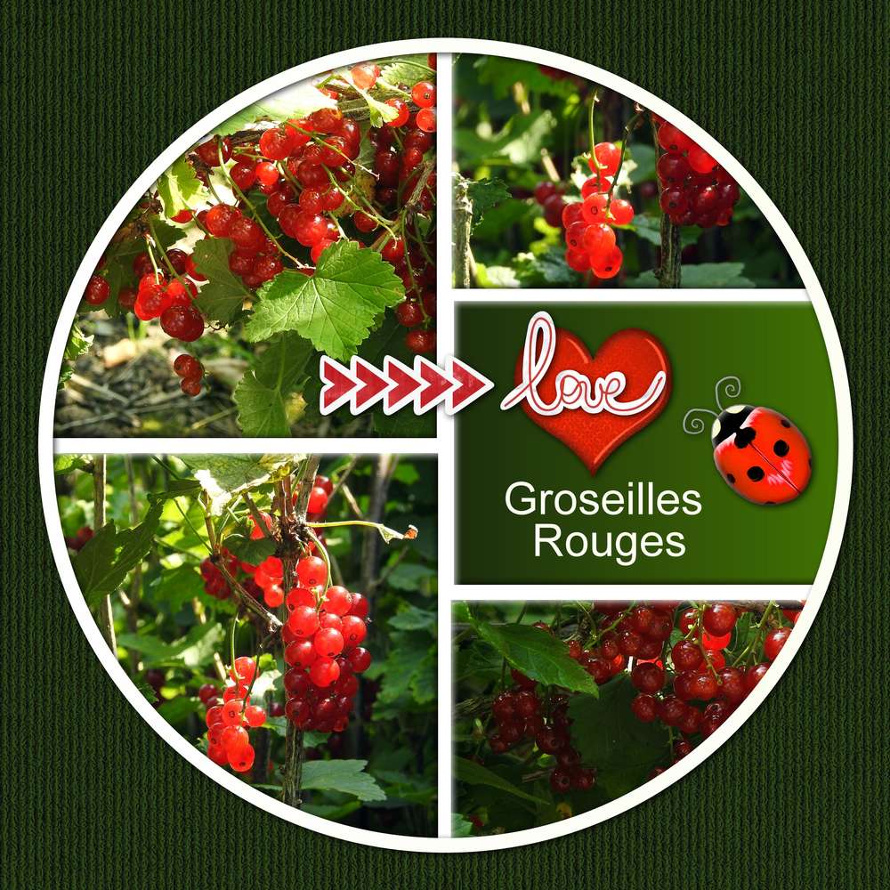 LOVE GROSEILLES ROUGES