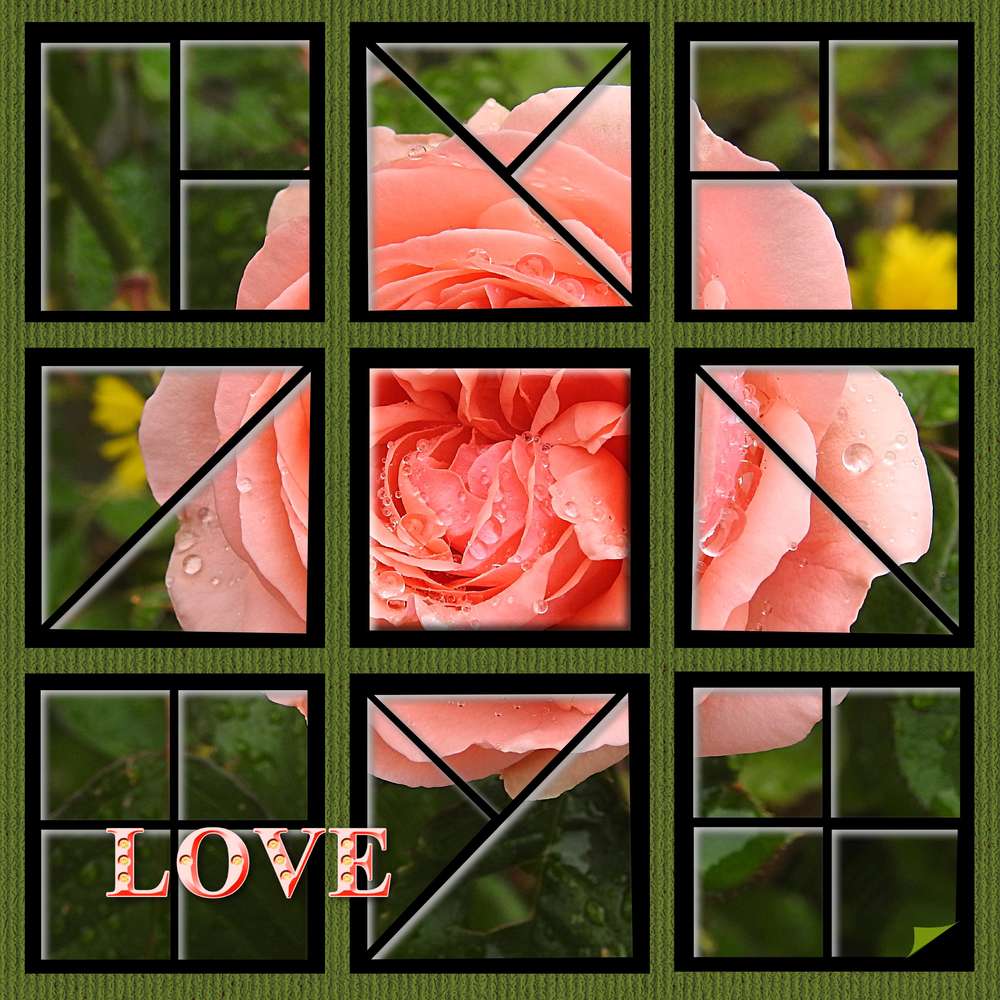 LOVE ROSE REINE DES FLEURS
