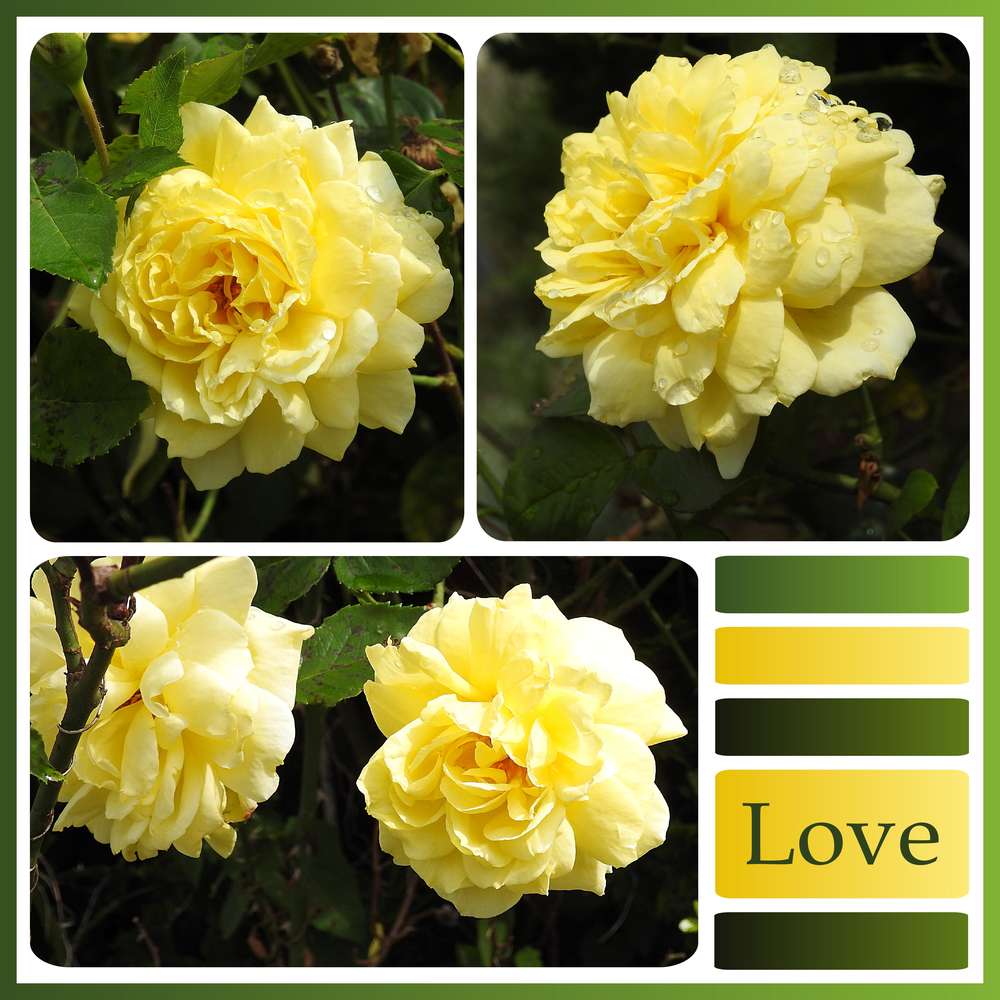 LOVE ROSES JAUNES
