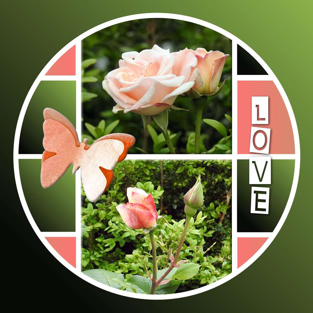 LOVE ROSES REINES DES FLEURS