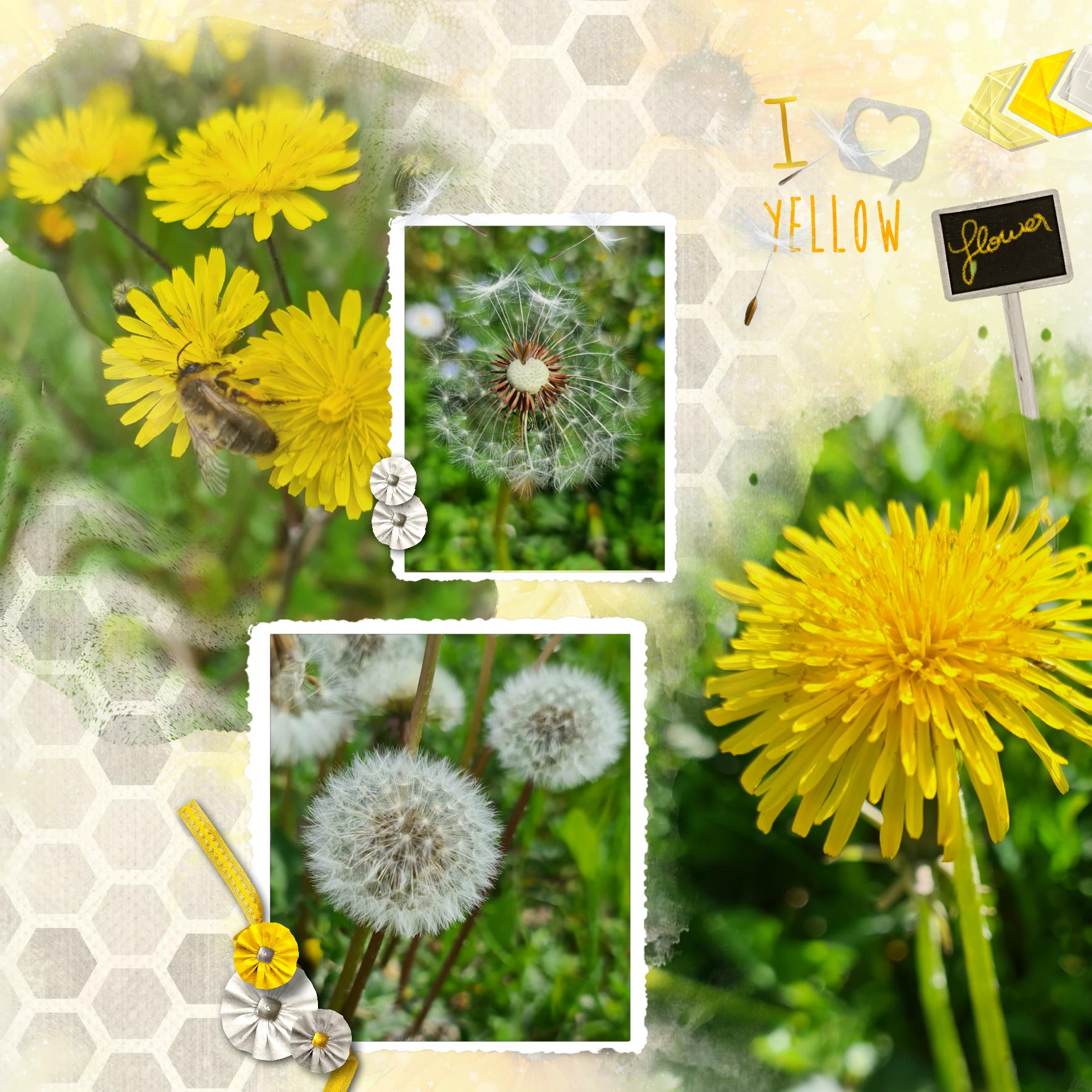 Love yellow flower .jpg