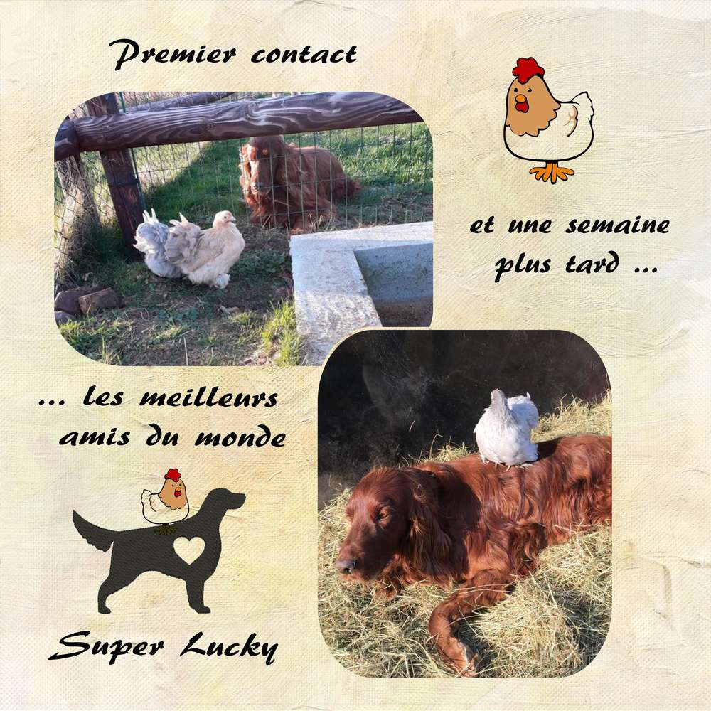 Lucky et la petite poulette