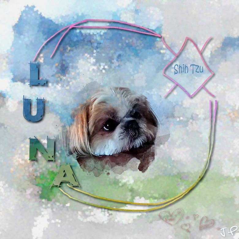 lUNA Shih Tzu
