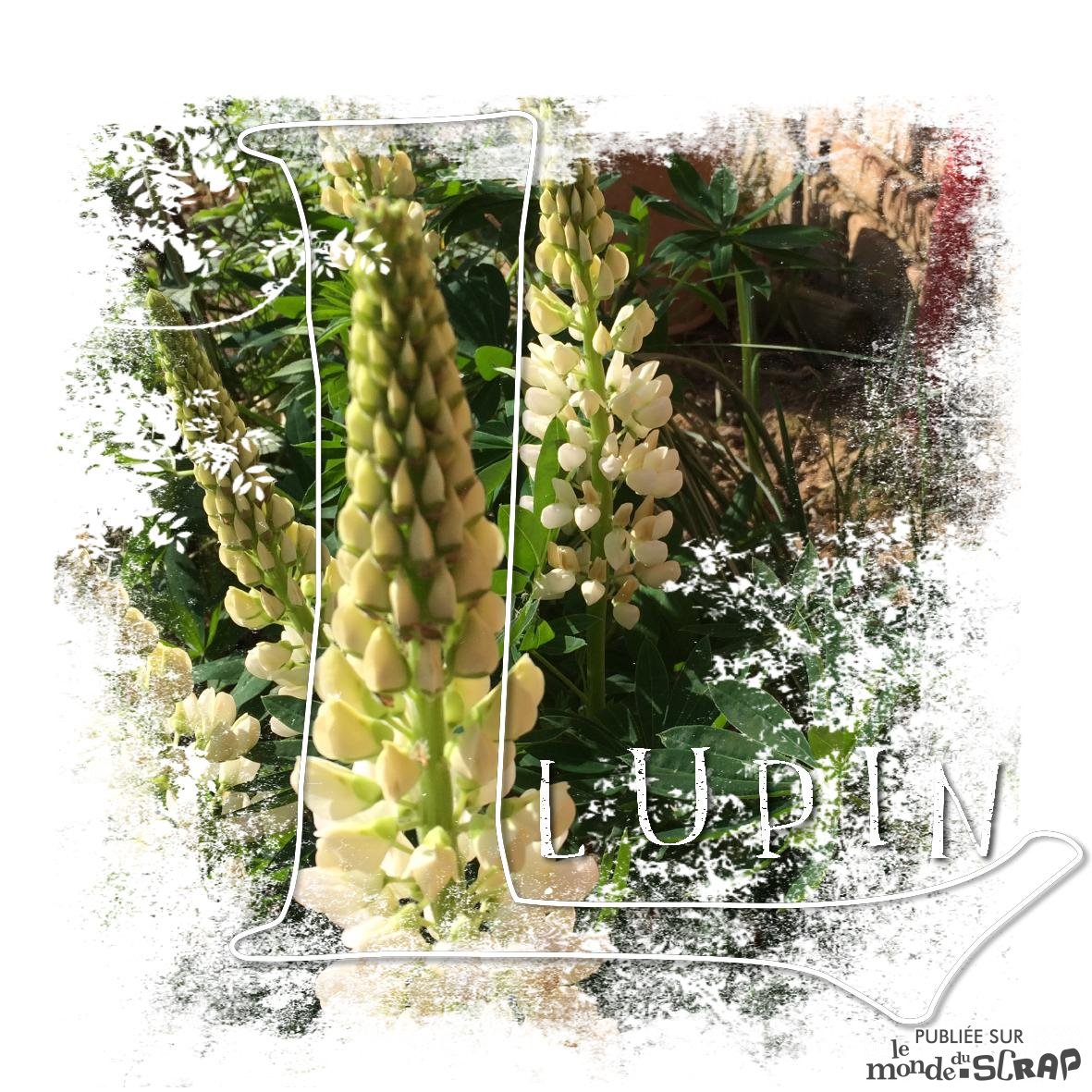 lupin.jpg