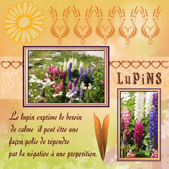 Lupins