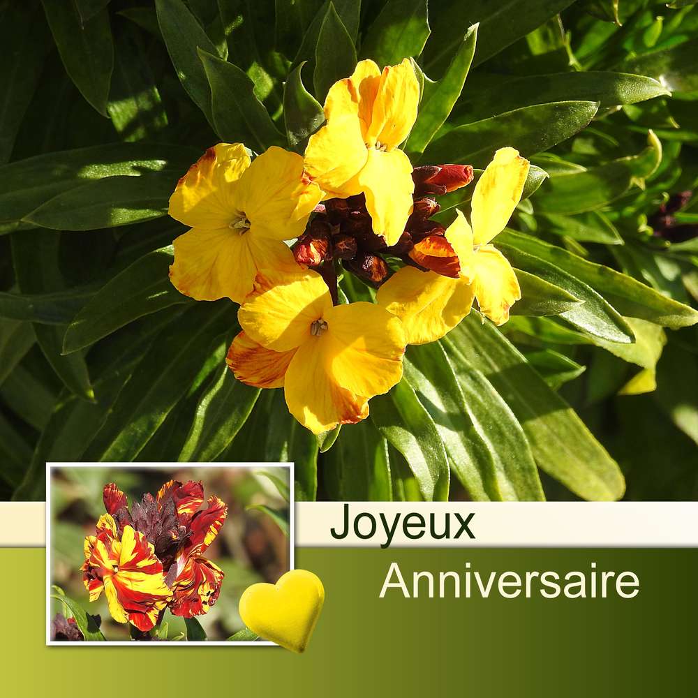 LUTKA (GENEVIEVE) - JOYEUX ANNIVERSAIRE