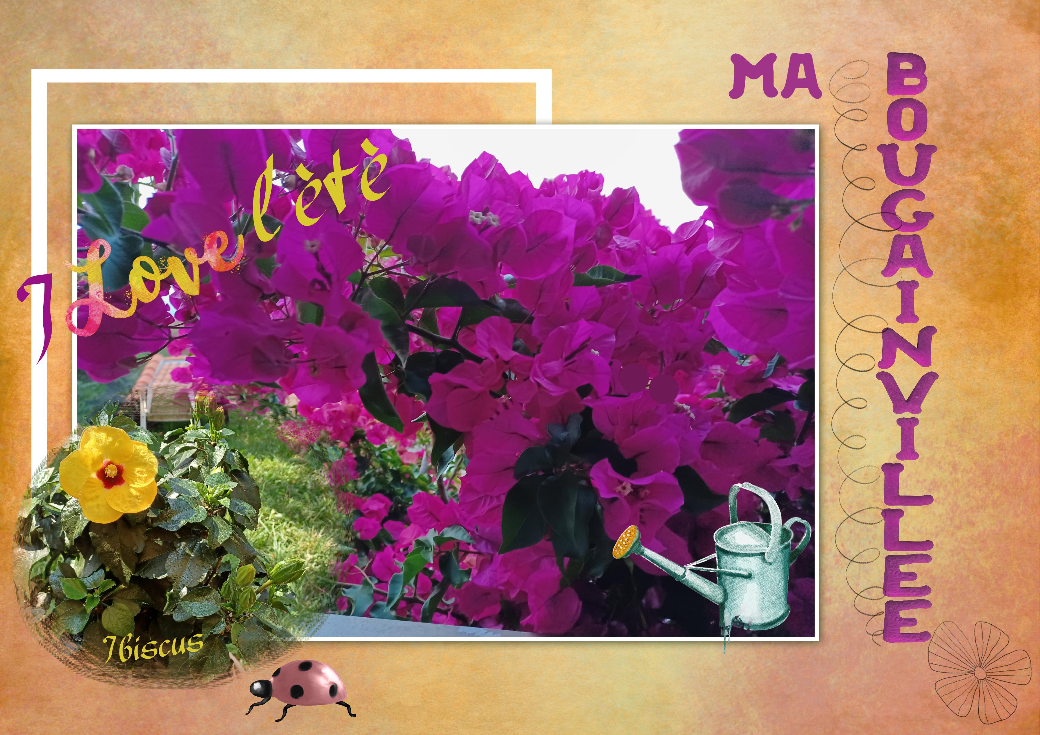 ma bougainvillée.jpg