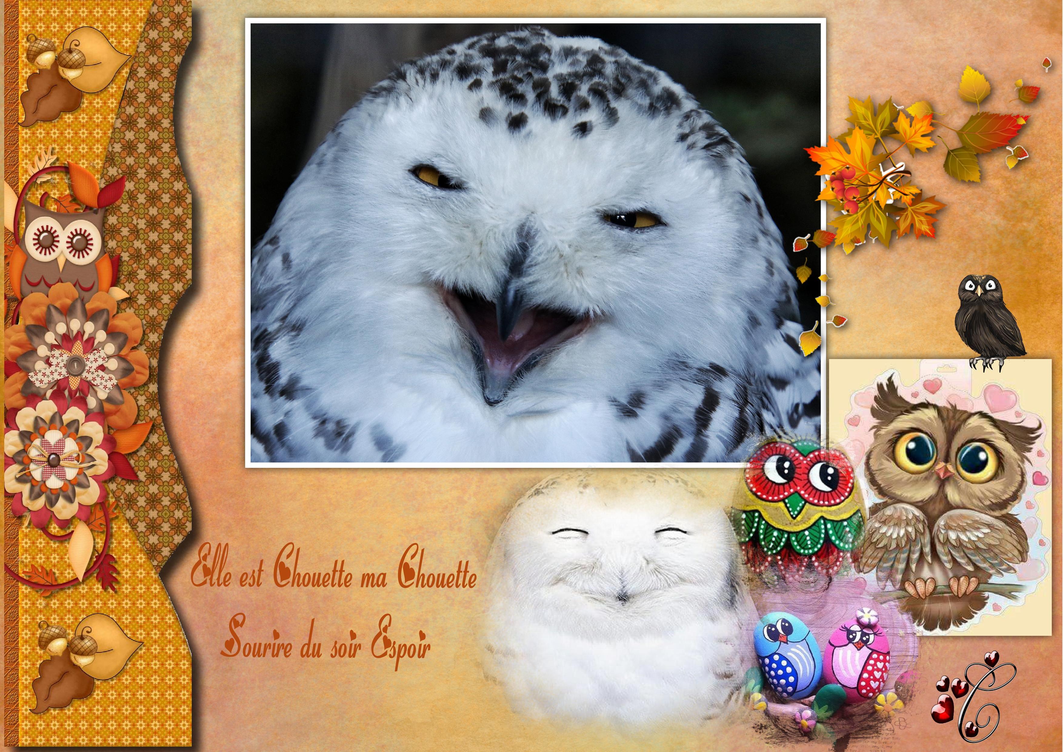 ma chouette.jpg