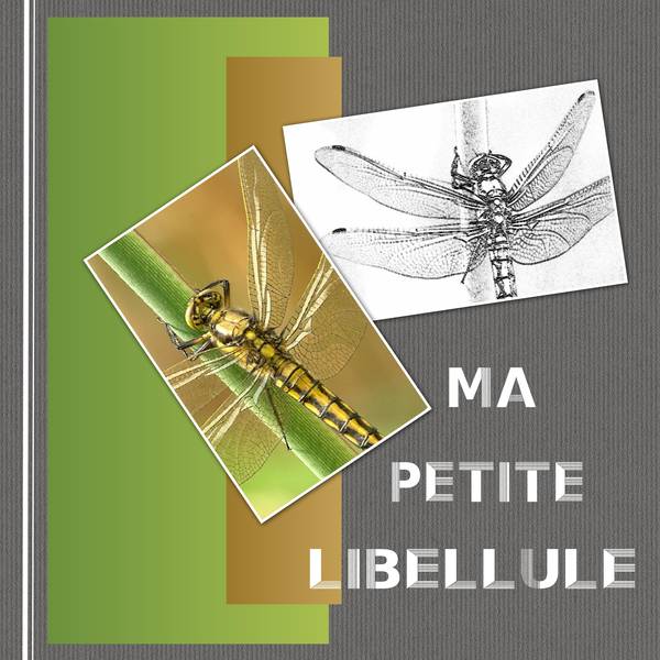 MA PETITE LIBELLULE
