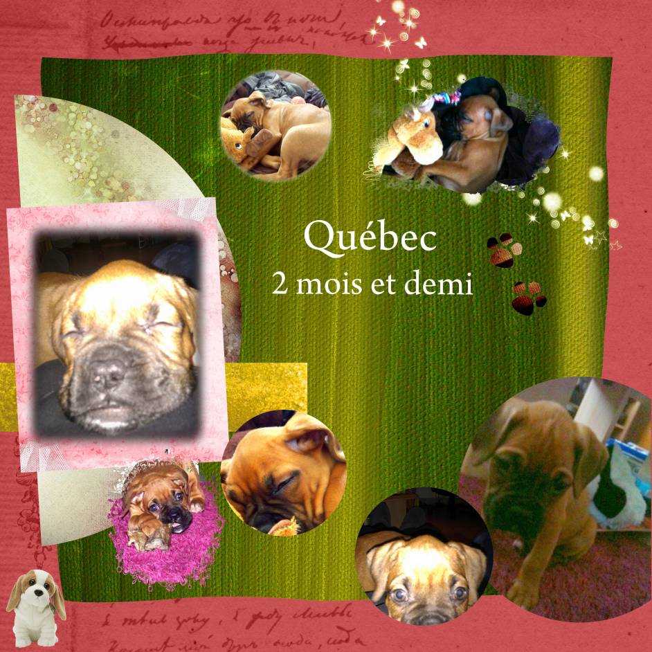 ma petite Québec à mois et demi