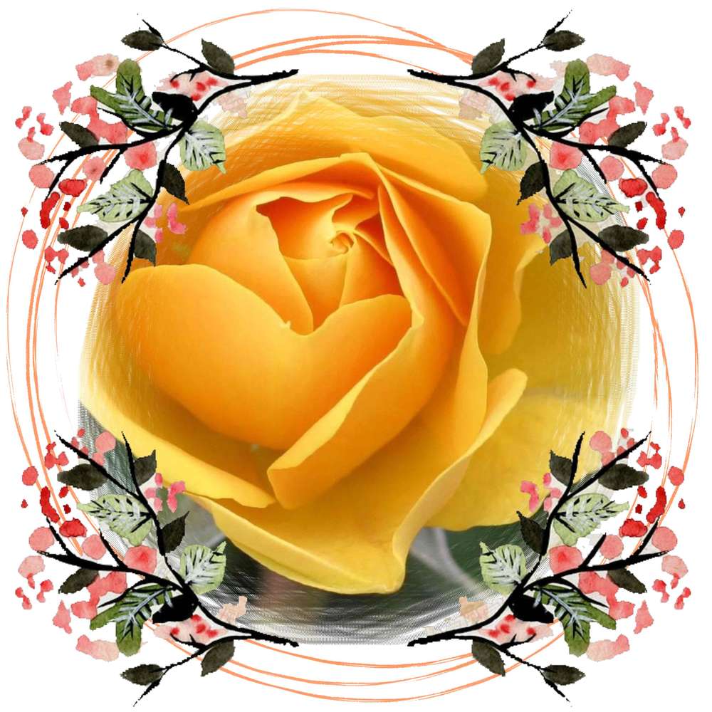 ma rose jaune