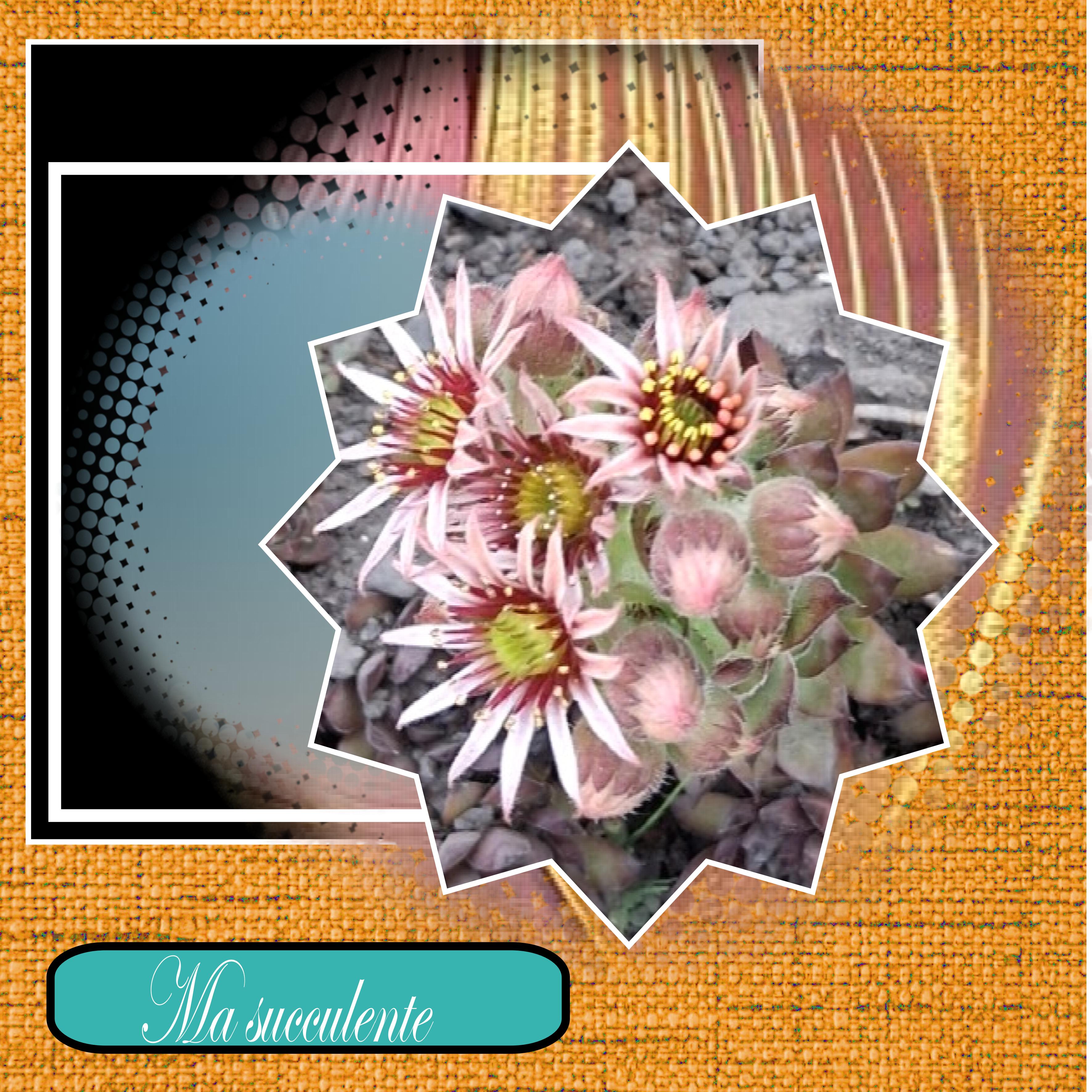ma succulente.jpg
