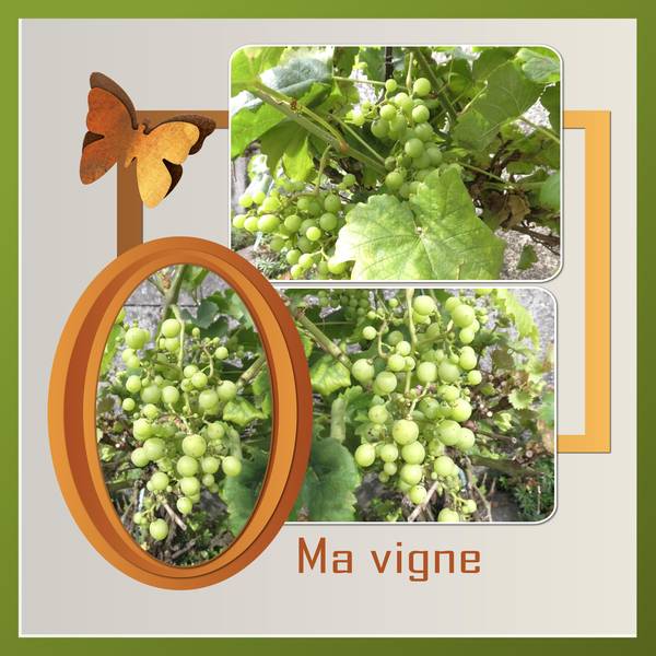 MA VIGNE