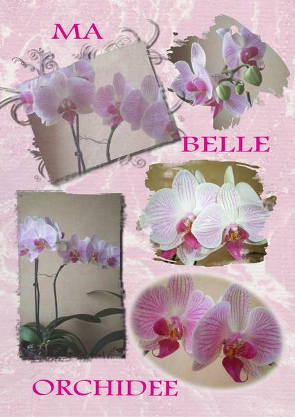 ma_belle_orchid__e