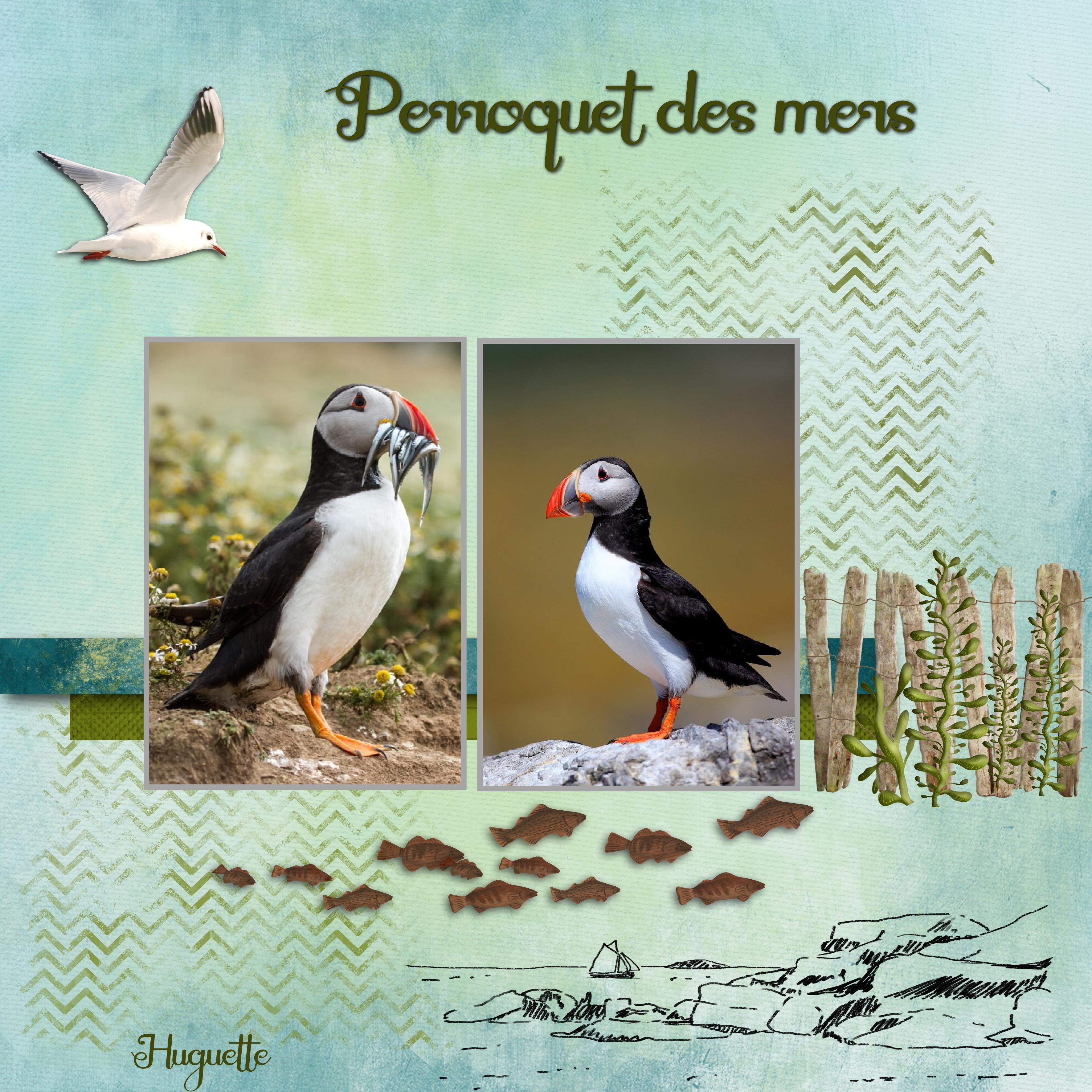 macareux.  Huguette jpg