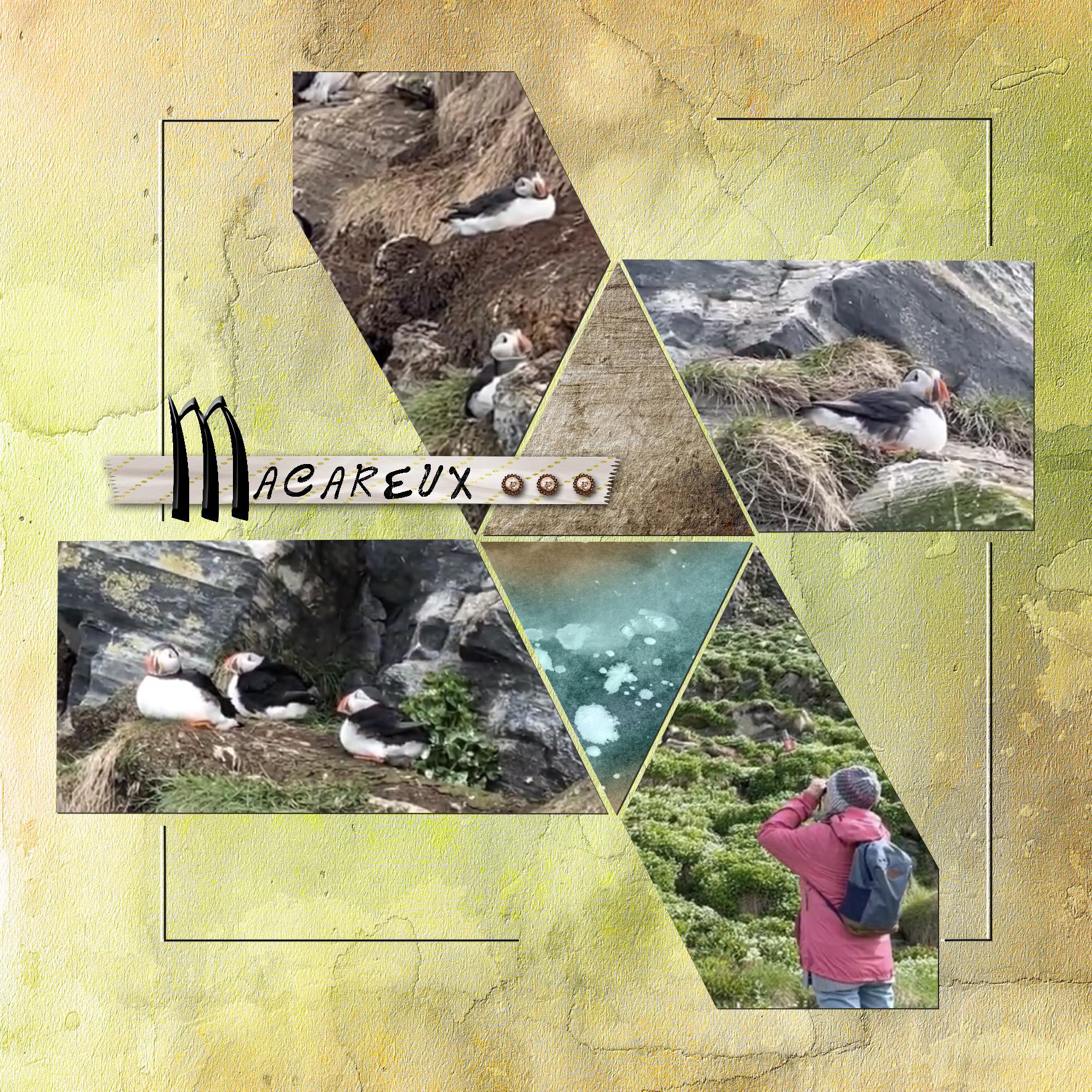 macareux.jpg