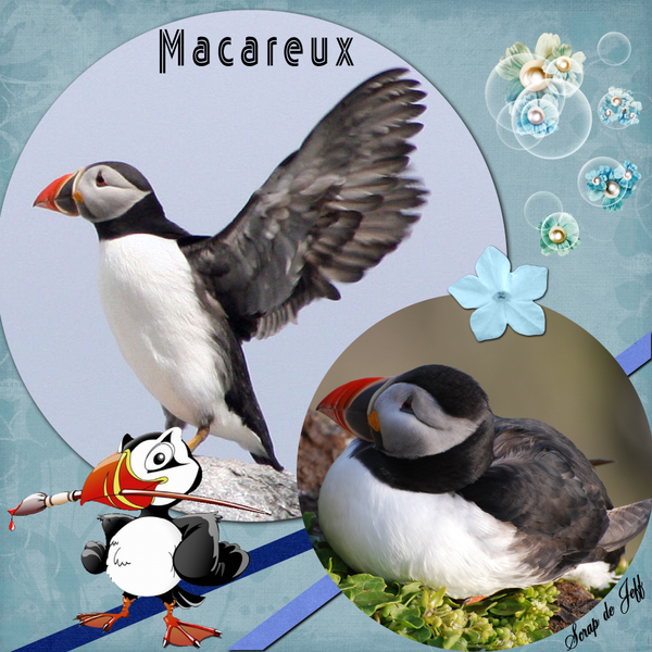 Macareux