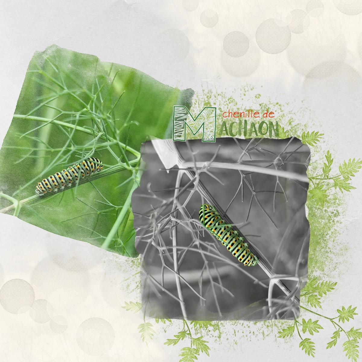 machaon chenille.jpg