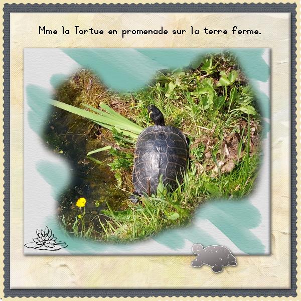 Madame la tortue