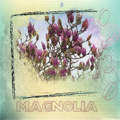 magniola .jpg