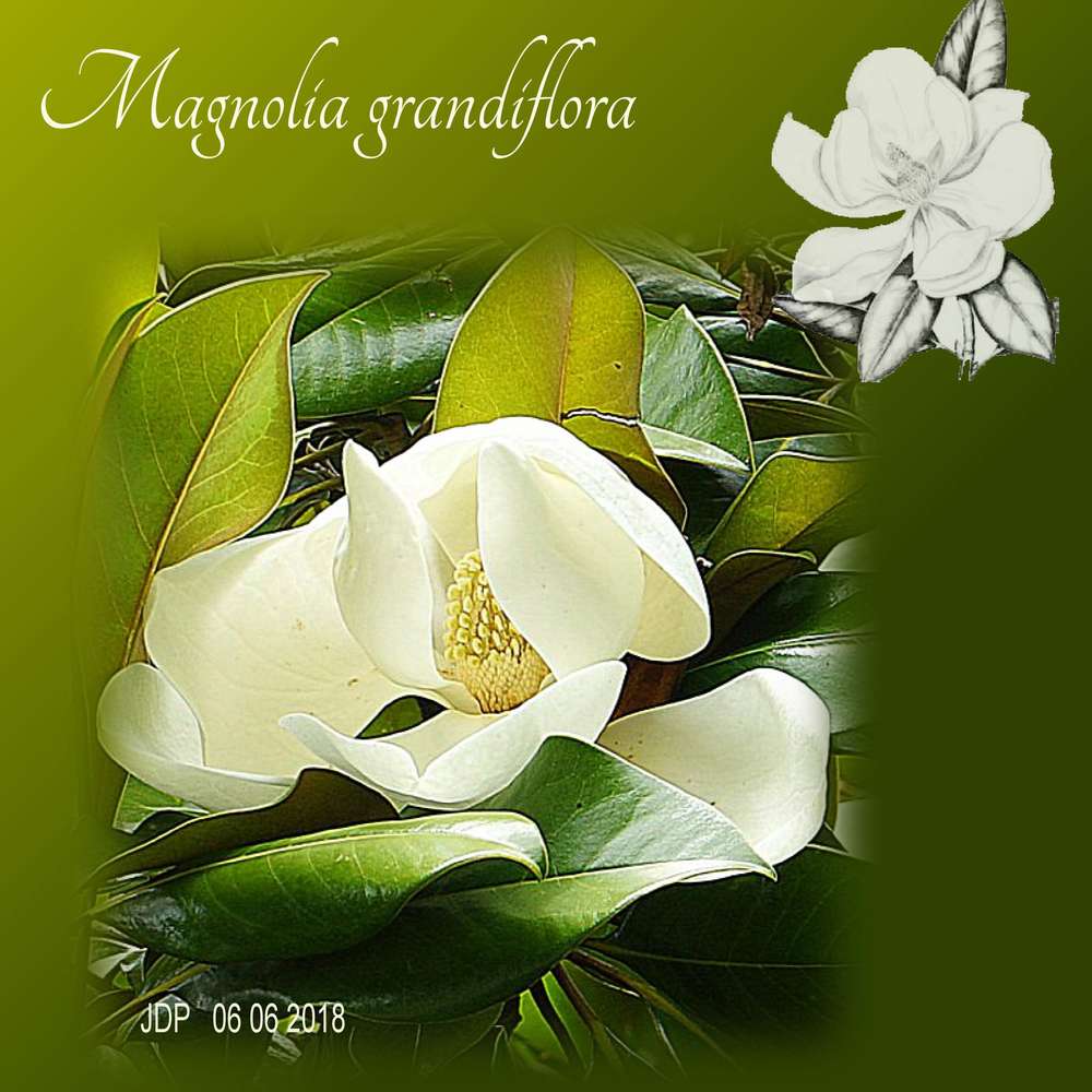 Magnolia grandiflora