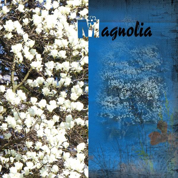 magnolia