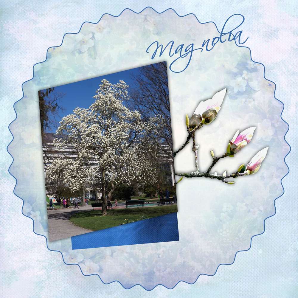 Magnolia