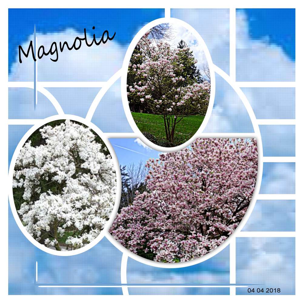 Magnolia