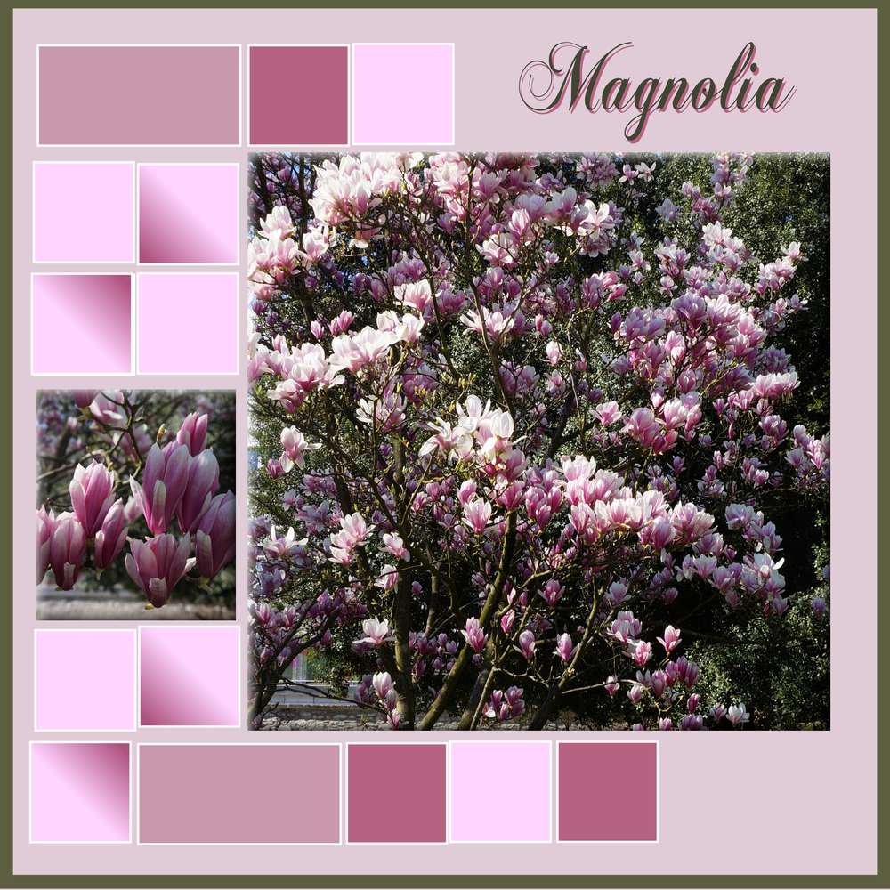 Magnolia
