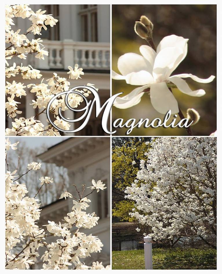 Magnolia