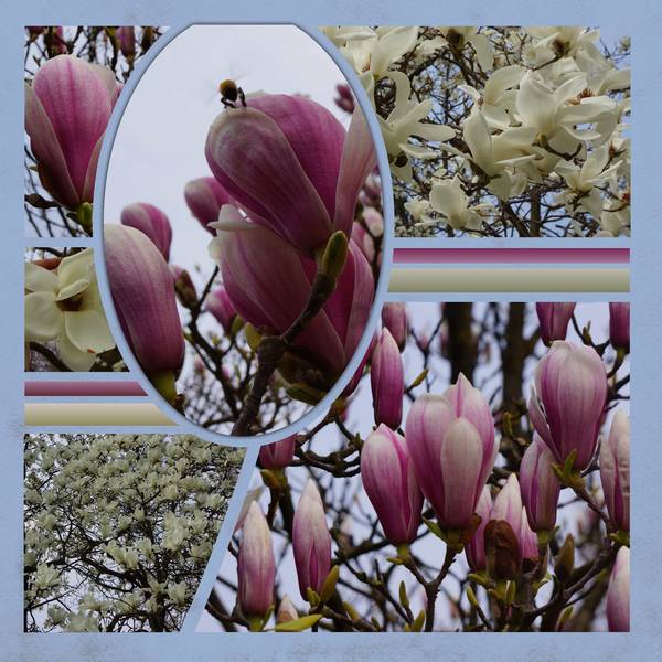 Magnolias