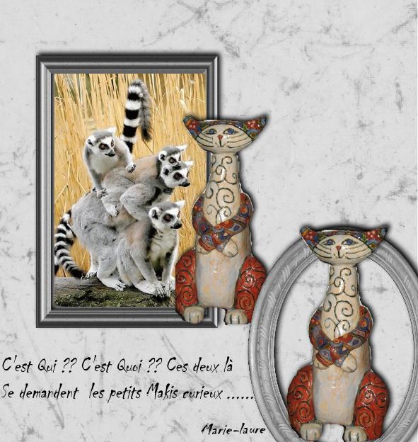Makis Curieux et ...Drôle de chat ....