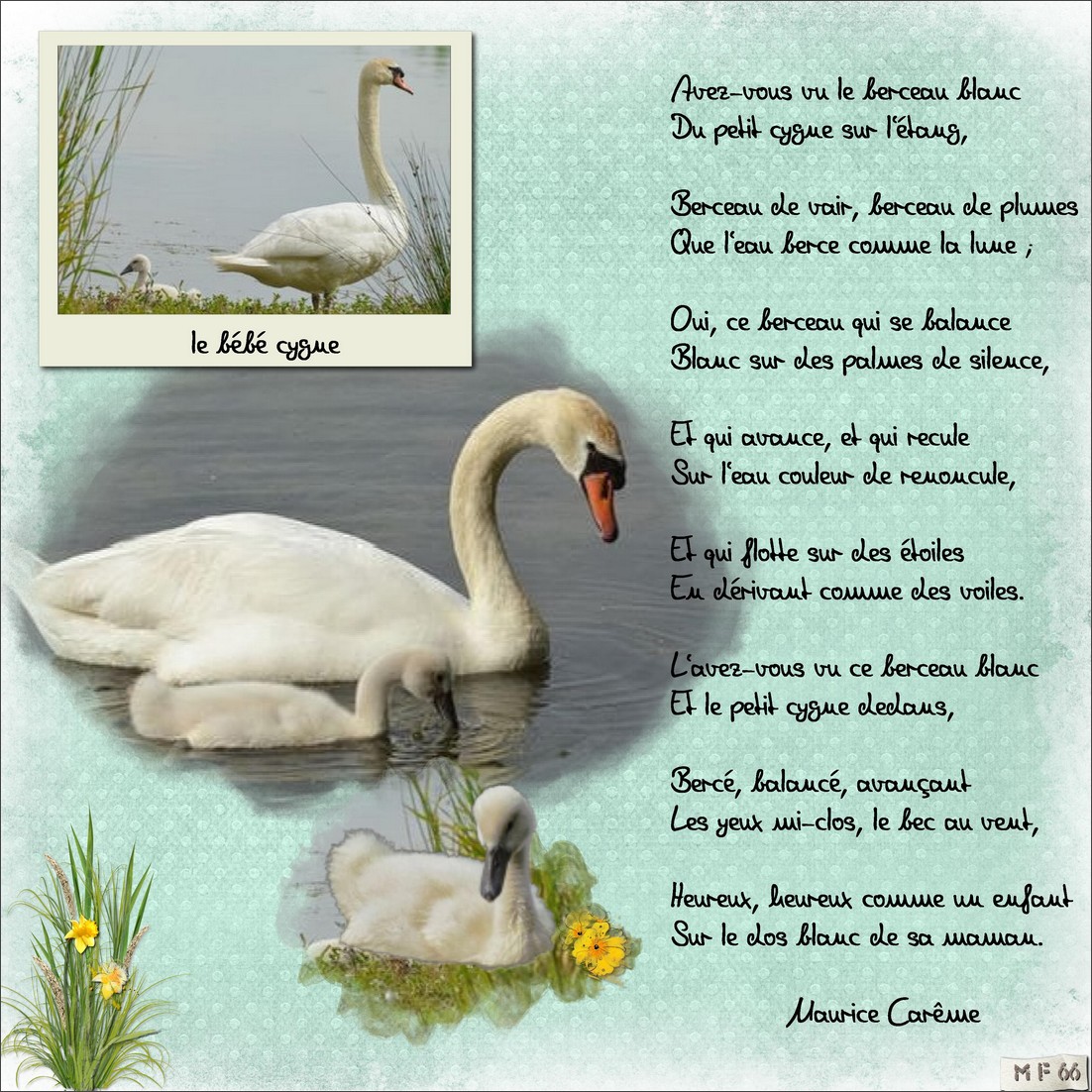 maman cygne et son bébé.jpg