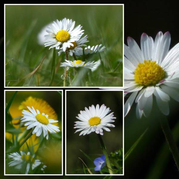 Marguerites