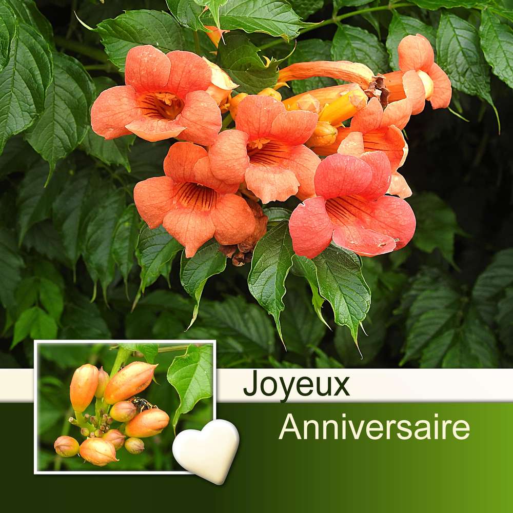 MARIE-FRANCE - JOYEUX ANNIVERSAIRE