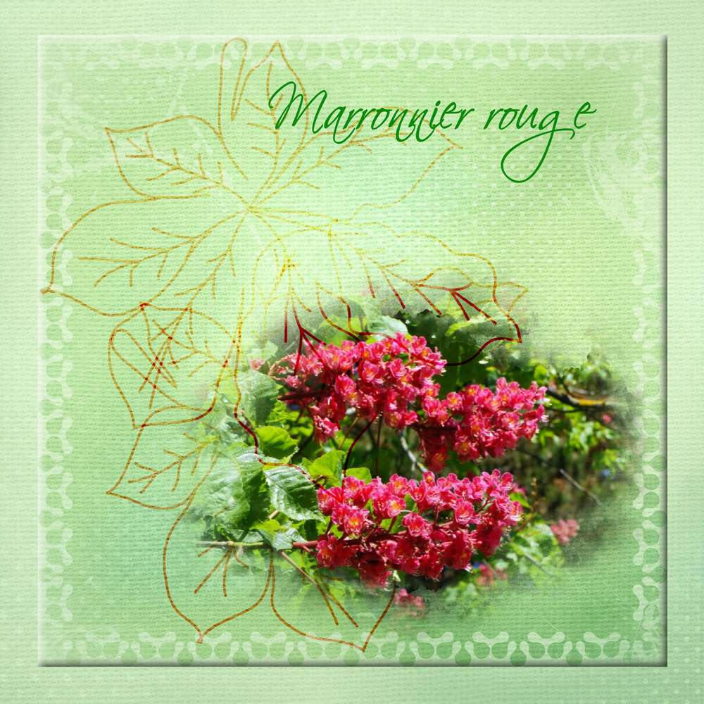 Marronnier rouge