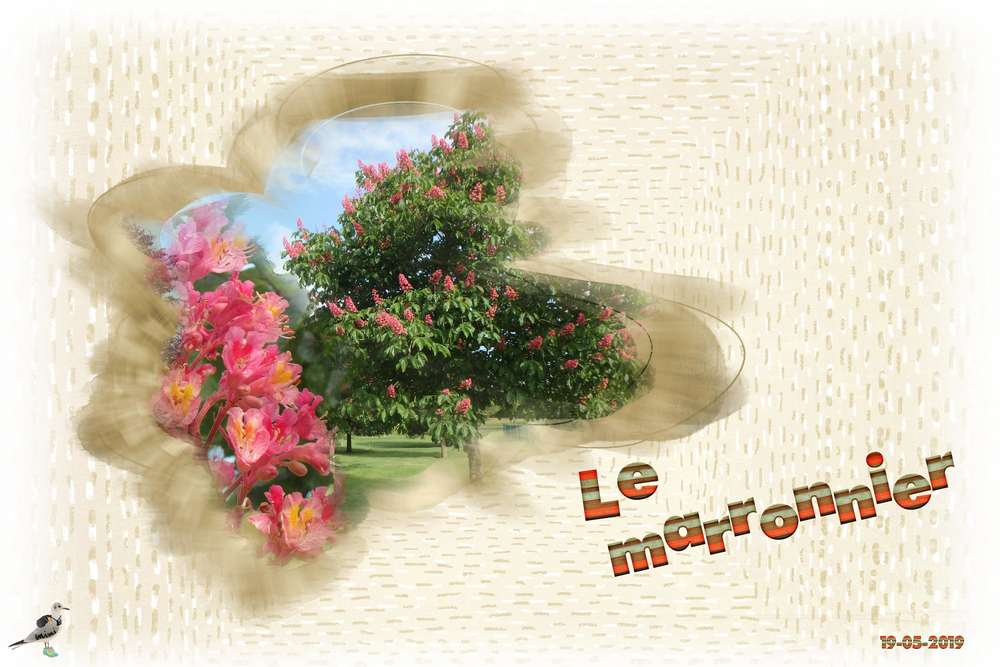 marronnier